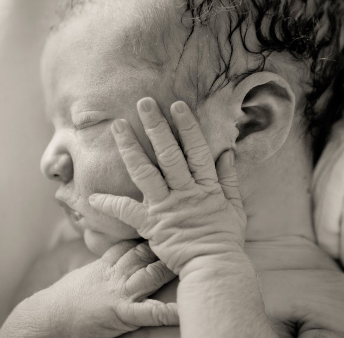 chasing carters butterflies logo